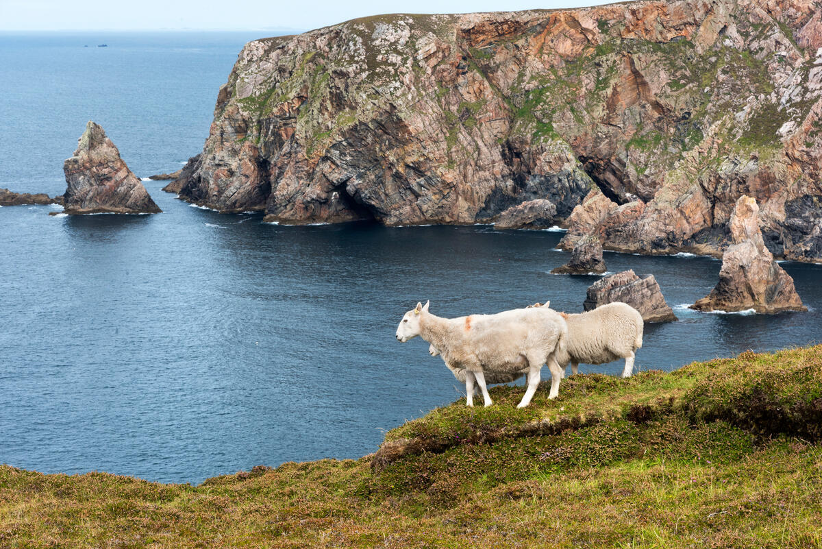 Sheep on Arranmore Island — Northwest Charters