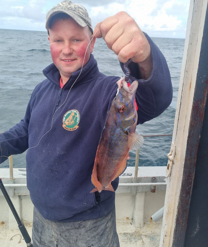 Cuckoo wrasse