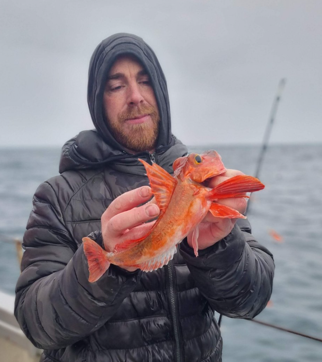Red gurnard