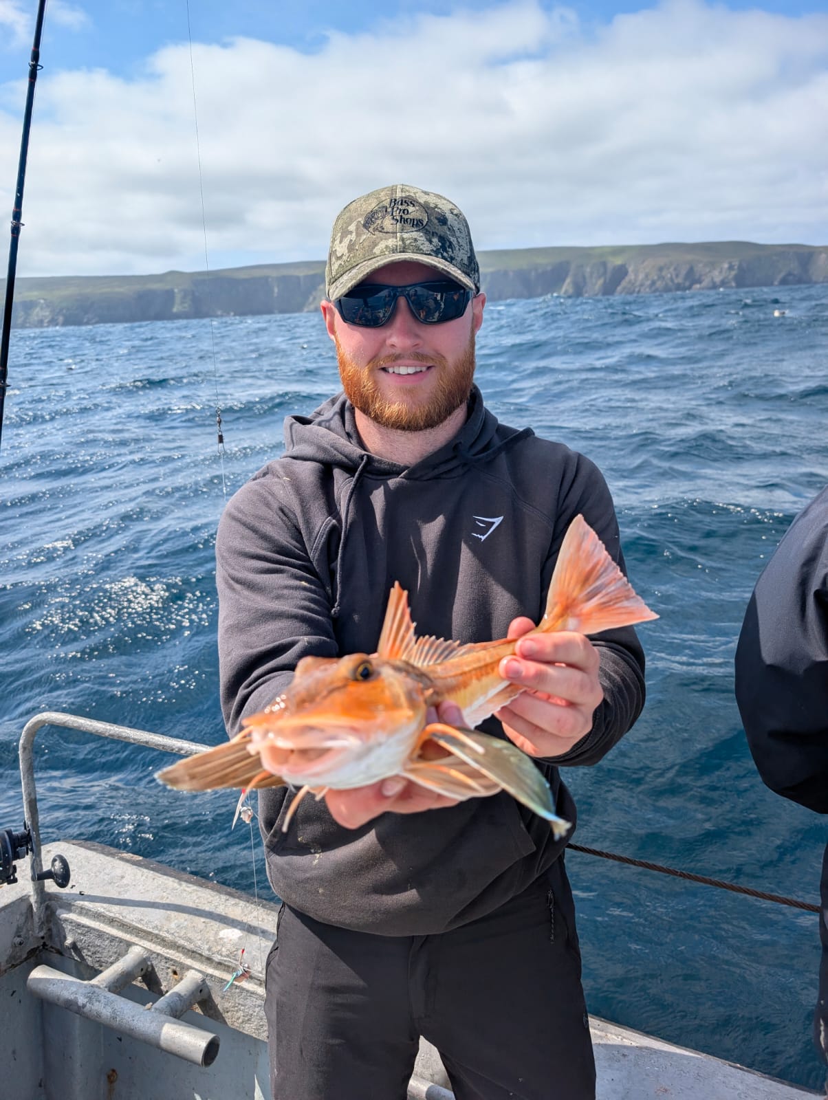 Tub gurnard