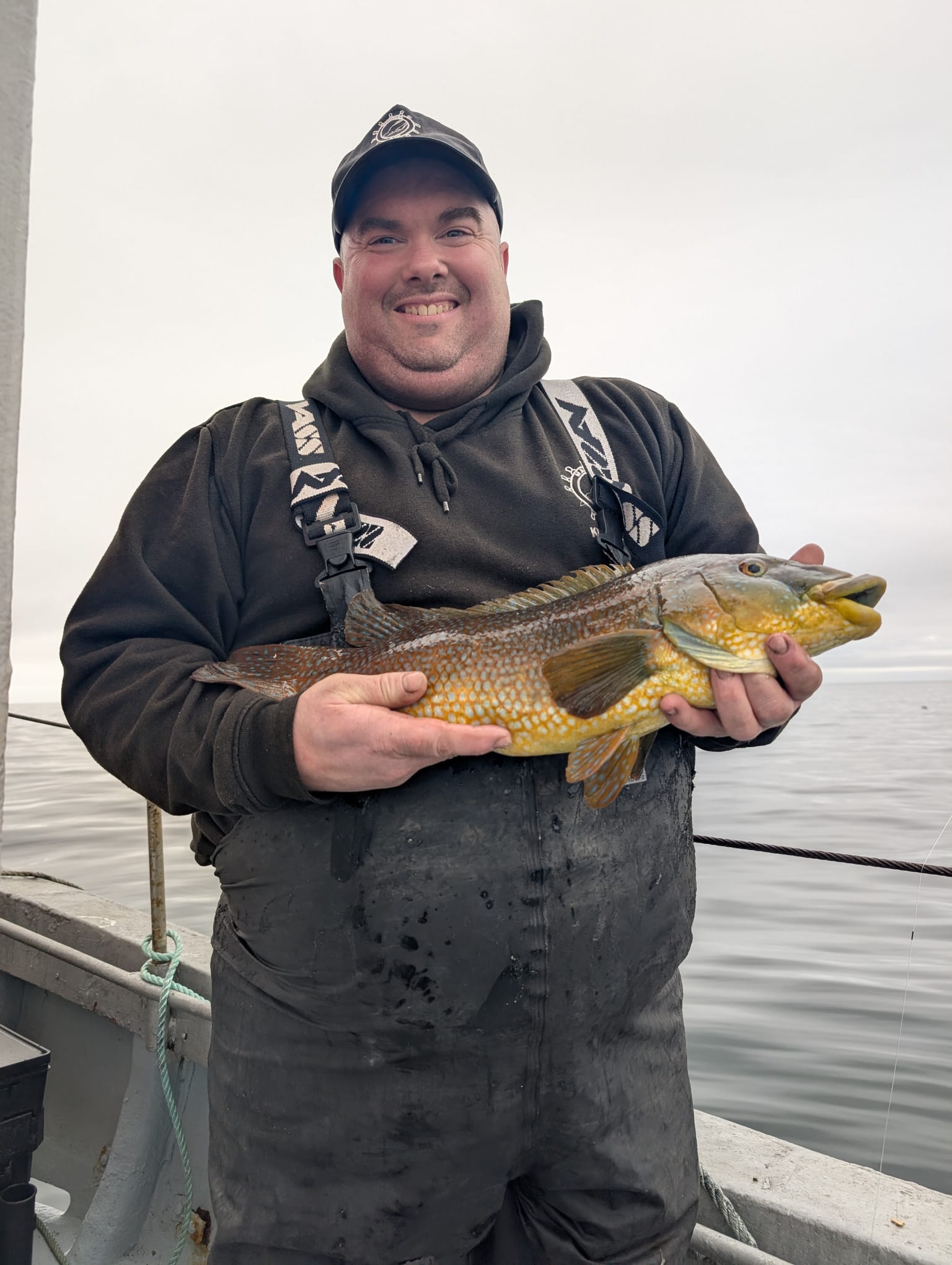 Ballan wrasse